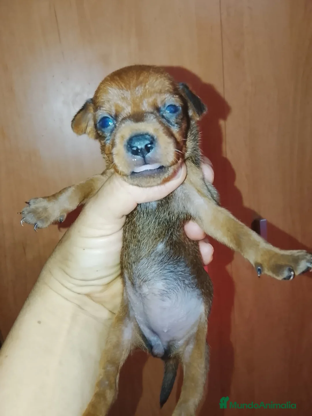 Pinscher Miniatura perros en venta: Mini pinche Rojo  - Anuncio 1