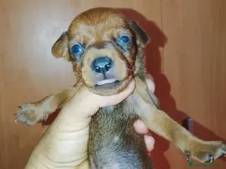 Pinscher Miniatura perros Mini pinche Rojo - Anuncio 1