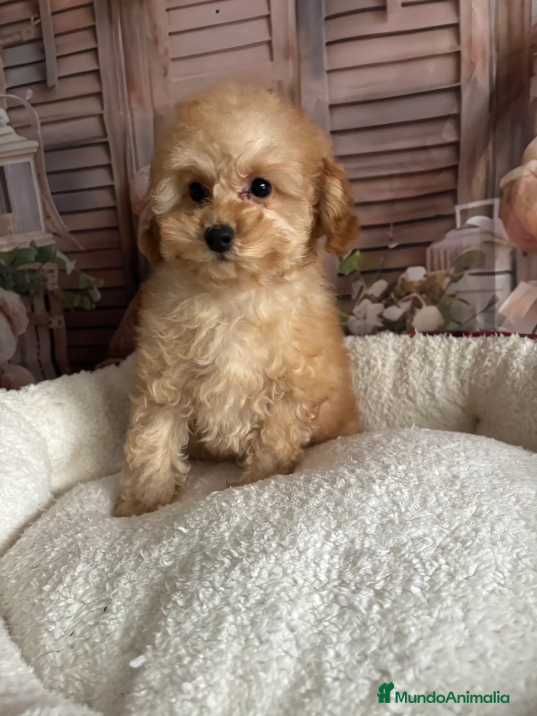 Caniche Toy perros en venta: Caniche toy apricot hembra  - Anuncio 1