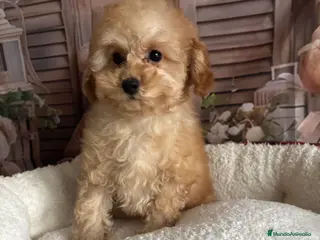 Caniche Toy perros Caniche toy apricot hembra - Anuncio 1