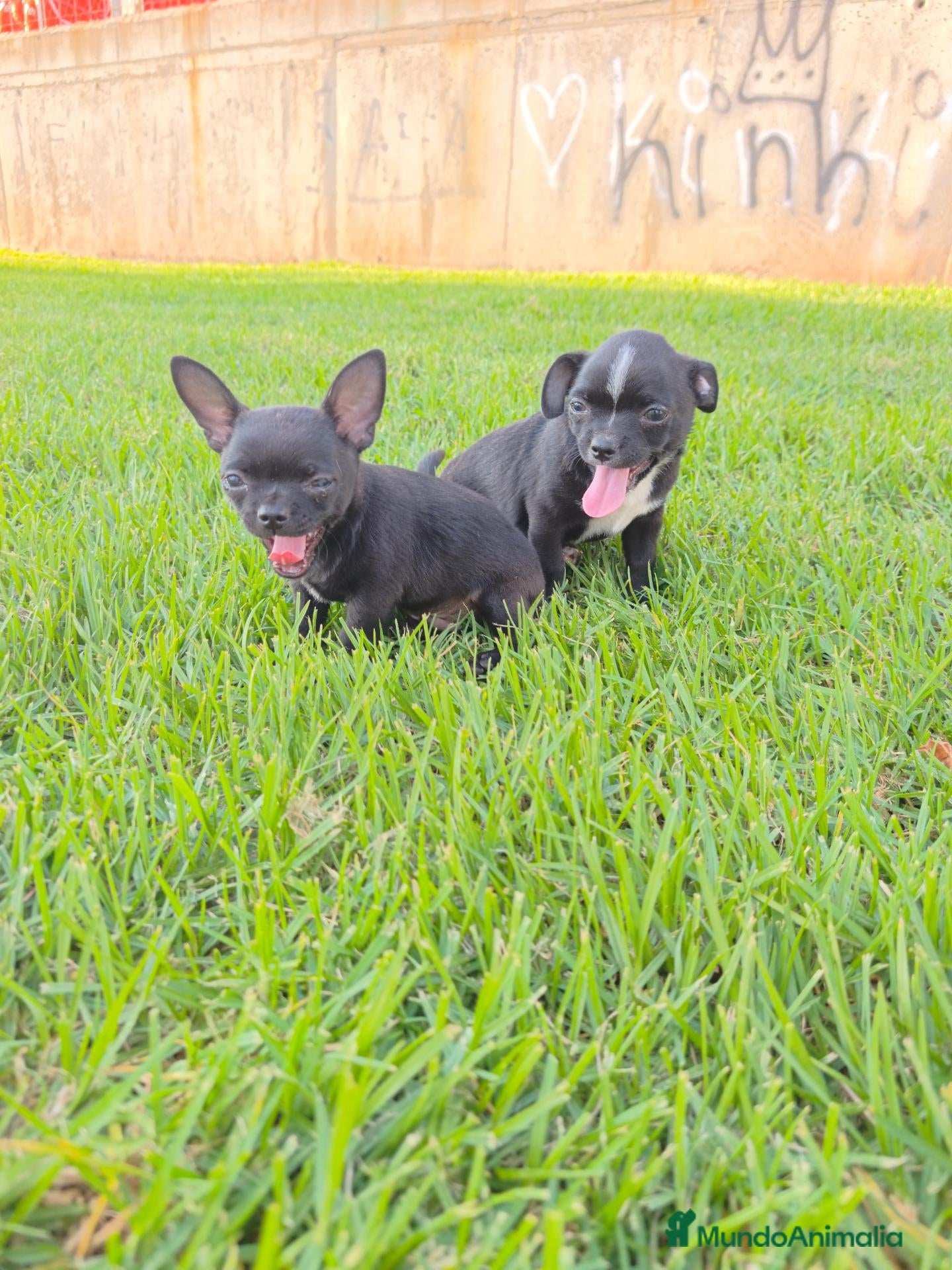 Chihuahua perros Chihuahuas macho - Anuncio 1