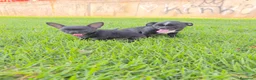 Chihuahua perros en venta: Chihuahuas macho - Anuncio 1