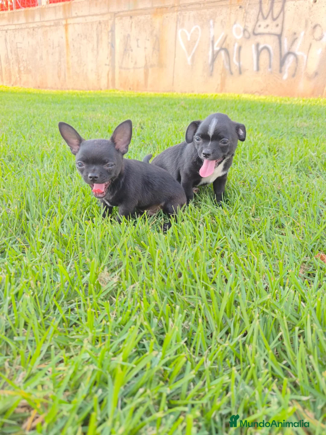 Chihuahua perros en venta: Chihuahuas macho - Anuncio 1