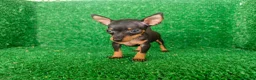 Pinscher Miniatura perros en venta: Pinscher miniatura - Anuncio 12