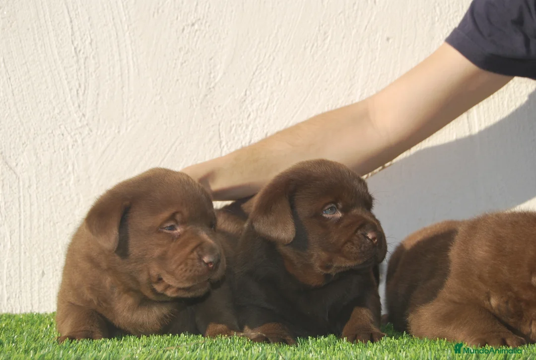 Labrador Retriever perros en venta: cachorros de labrador en Madrid - Anuncio 4