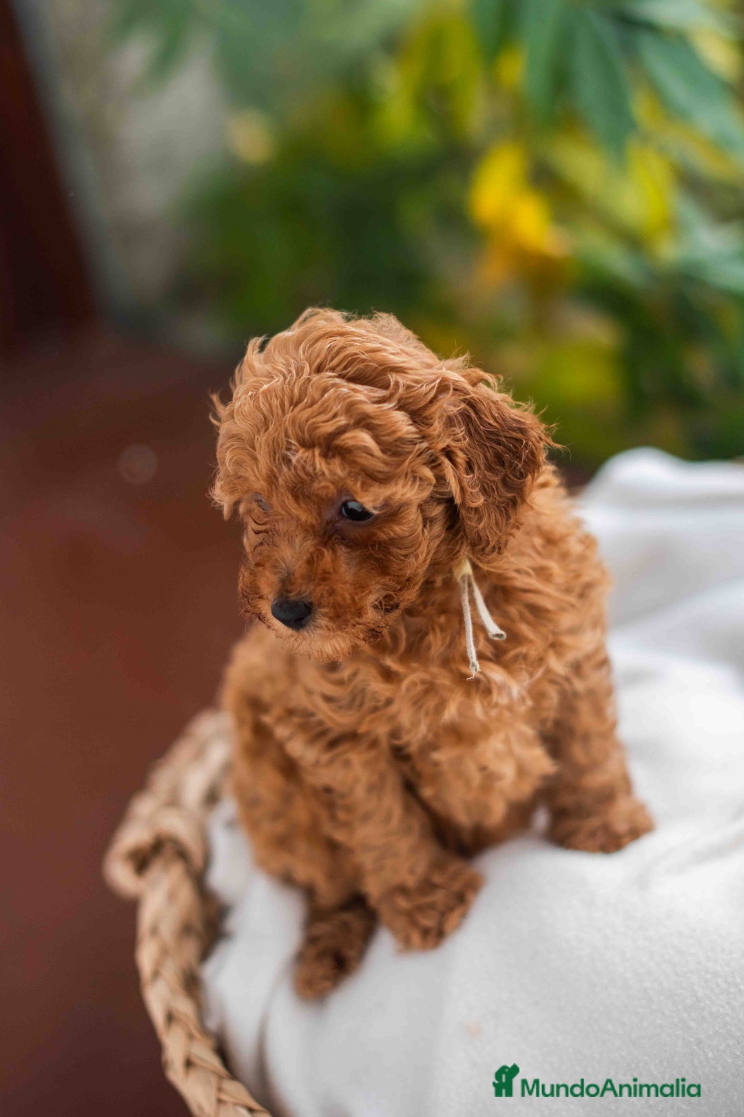 Caniche Toy perros en venta: Caniche toy Hembra - Anuncio 7