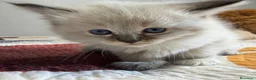 Neva Masquerade gatos en venta: Neva Masquerade - Anuncio 2