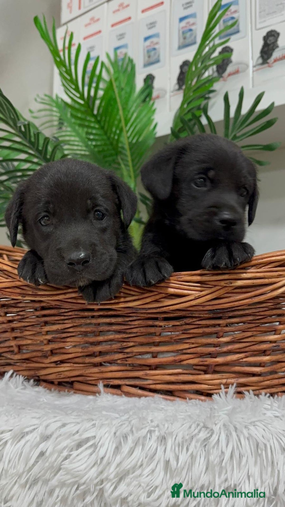 Labrador Retriever perros en venta: LABRADOR MACHO - Imagen 15