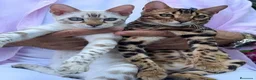 Bengalí gatos en venta: BENGALI - Anuncio 7