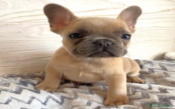 Bulldog Francés perros en venta: CAMADA DE BULLDOG FRANCÉS FAWN Y BICOLOR - Anuncio 2