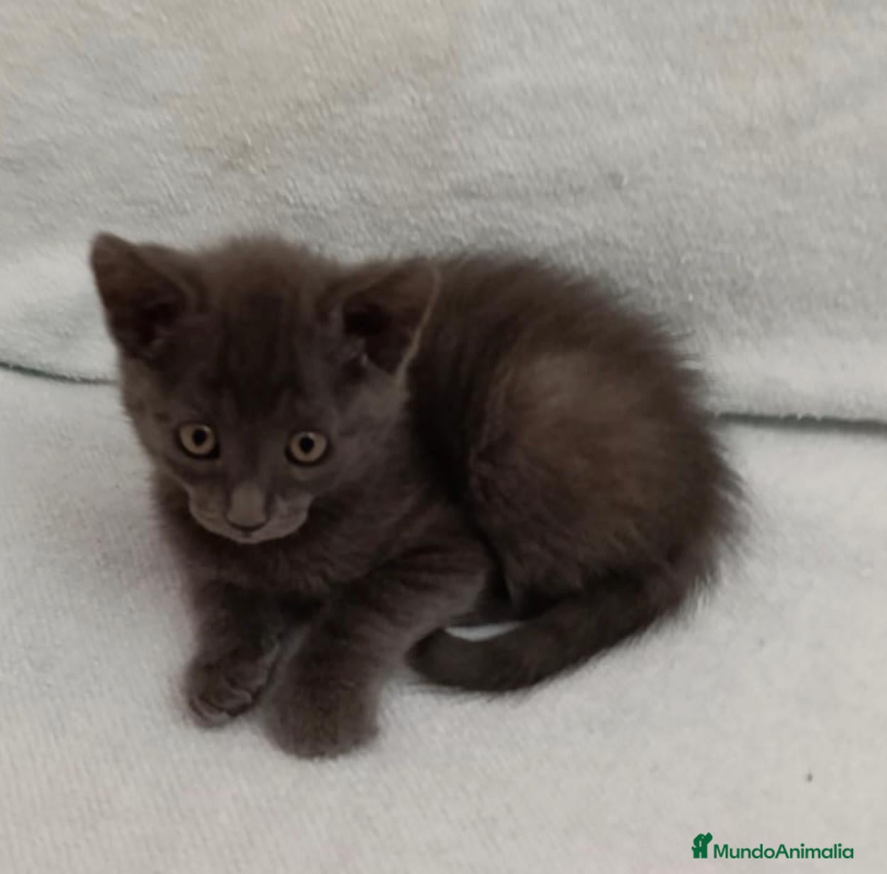 Azul Ruso gatos Macho azul ruso - Anuncio 3