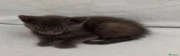 Azul Ruso gatos en venta: Macho azul ruso - Anuncio 1