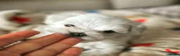 Bichón Maltés perros en venta: Bichón Maltés  - Anuncio 3