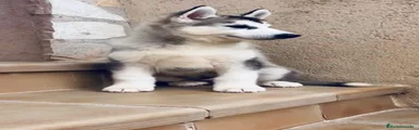 Husky Siberiano 3