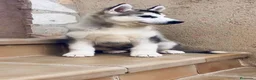 Husky Siberiano perros en venta: Husky siberiano - Anuncio 7