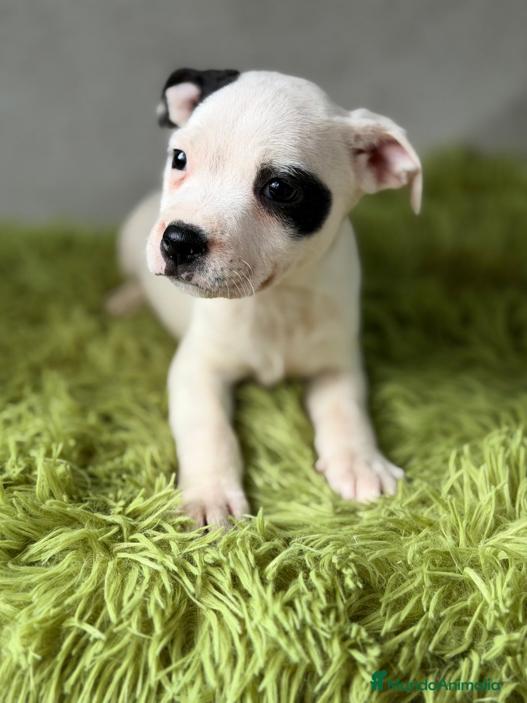Staffordshire Bull Terrier perros en venta: Staffordshire Bull terrier  - Anuncio 5