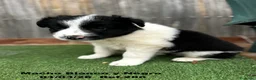 Border Collie perros en venta: Border Collie De Villa Biznaga - Anuncio 6