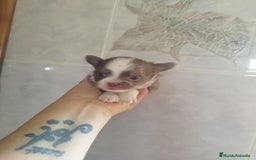 Chihuahua perros en venta: CHIHUAHUA TOY MACHO  - Imagen 4