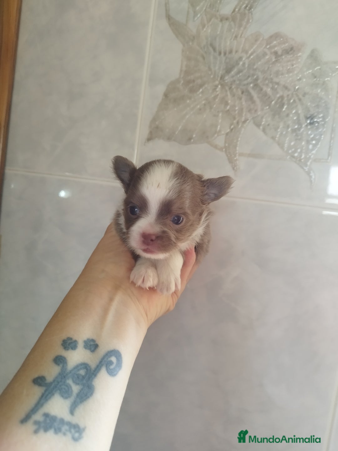 Chihuahua perros en venta: CHIHUAHUA TOY MACHO  - Imagen 4