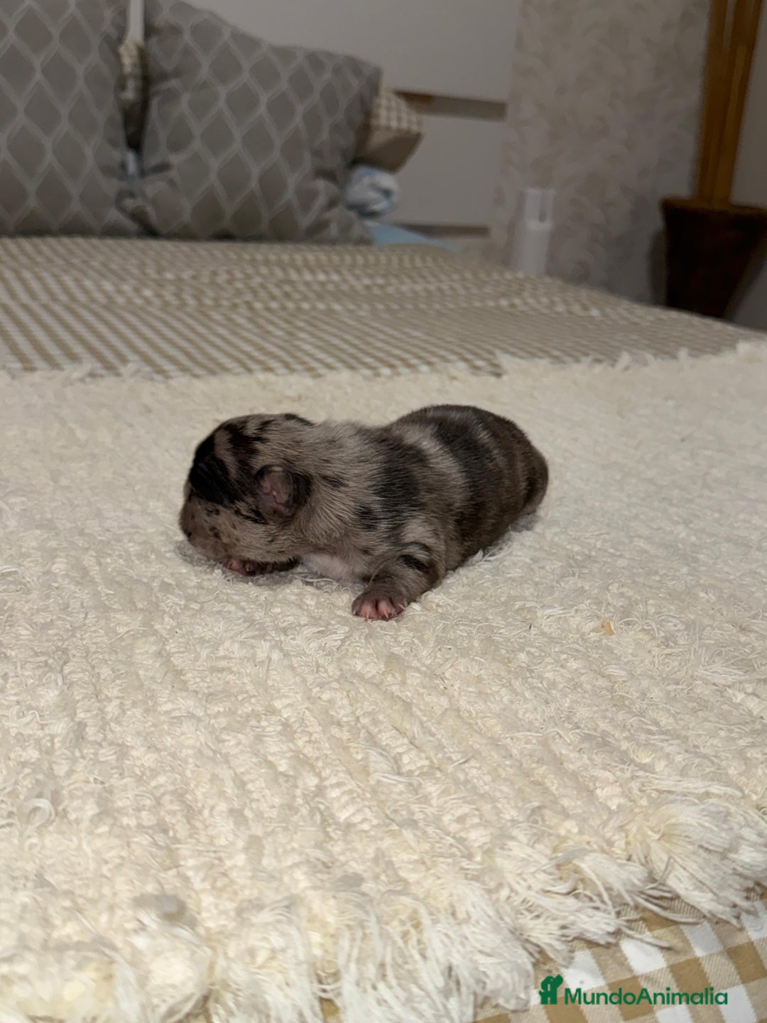 Bulldog Francés perros en venta: Bulldog francés excelente morfología reservas  - Anuncio 2