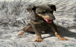 Pinscher Alemán perros en venta: PINSCHER ALEMÁN TAMAÑO PEQUEÑO - Imagen 4