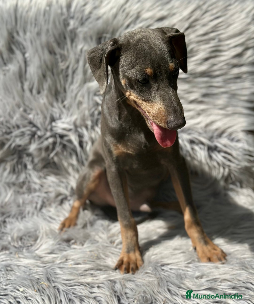 Pinscher Alemán perros en venta: PINSCHER ALEMÁN TAMAÑO PEQUEÑO - Imagen 4