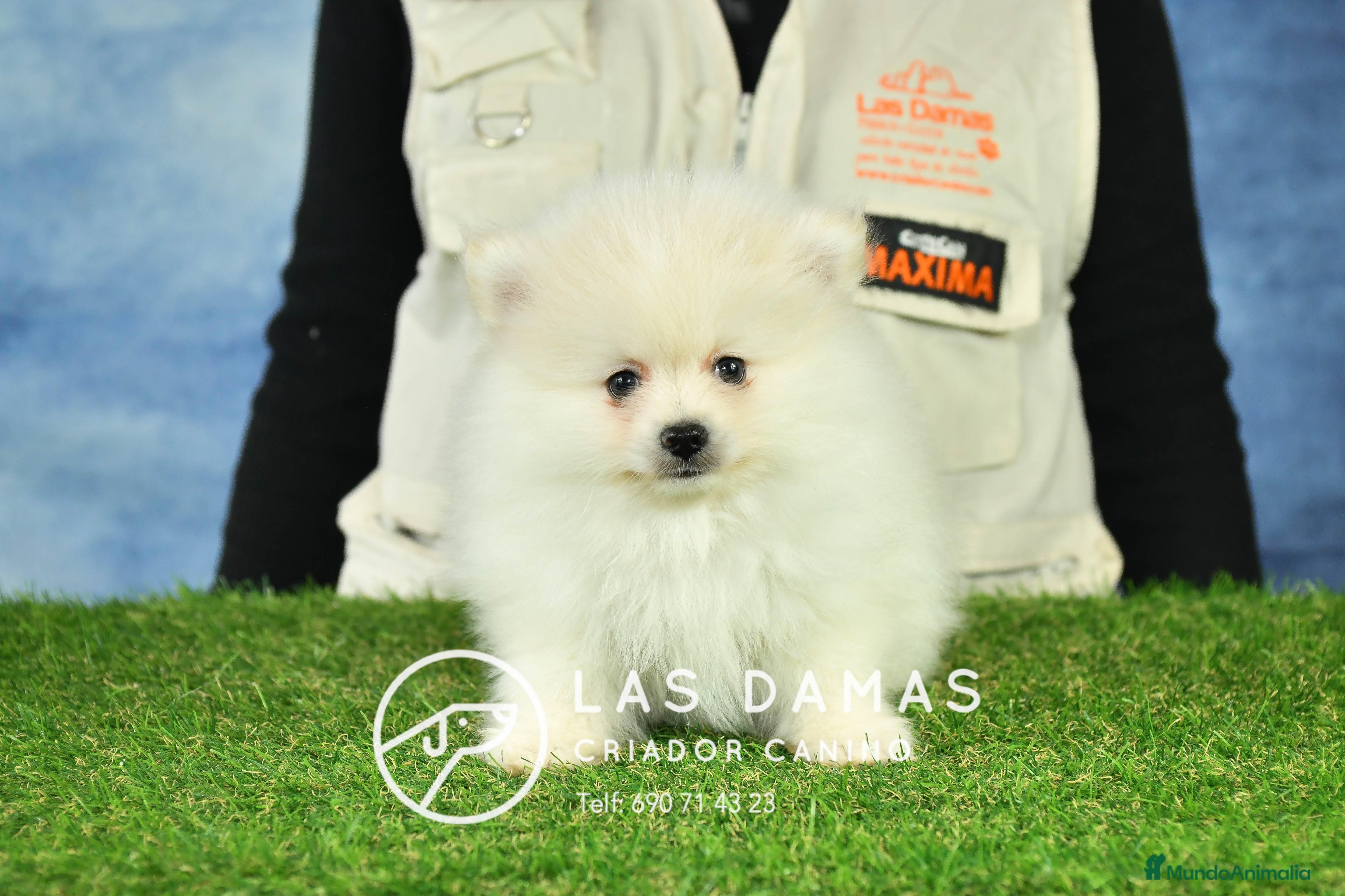 Pomerania perros Pomeranias disponibles - Anuncio 5