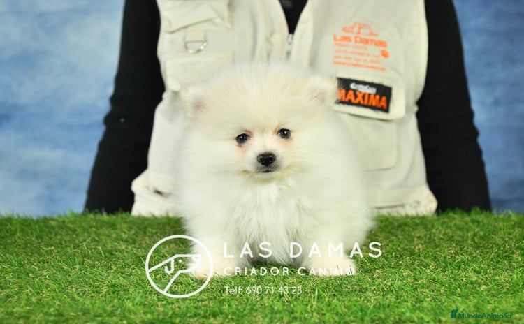 Pomerania perros Pomeranias disponibles - Anuncio 2