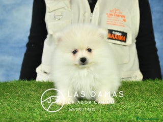 Pomerania perros Pomeranias disponibles - Anuncio 2
