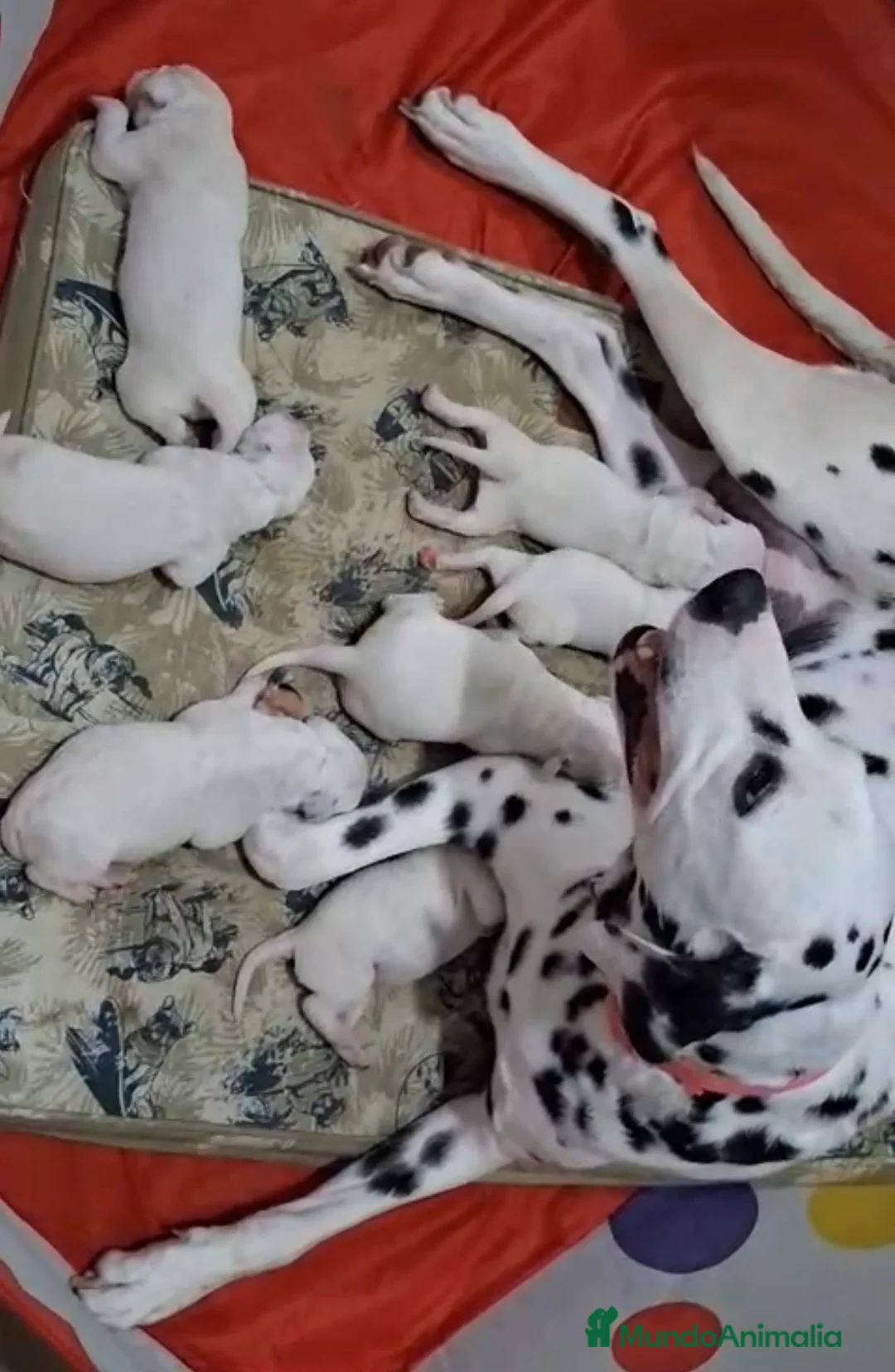 Dálmata perros en venta: Dalmata disponibles 🐾🐶 - Anuncio 1