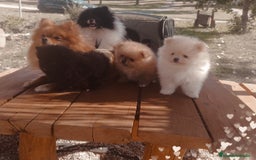 Pomerania perros en venta: Pomerania y selección de belleza  🩷 - Imagen 4