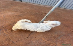 Bichón Maltés perros en venta: Bichon maltés toy  - Anuncio 7