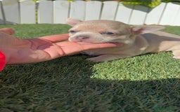 Chihuahua perros en venta: CHIHUAHUA HEMBRA - Imagen 19