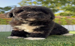 Perro de Agua Español perros en venta: PERRO DE AGUA HEMBRA - Imagen 15