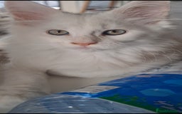 Maine Coon gatos en venta: Camada Arlequín  - Imagen 10