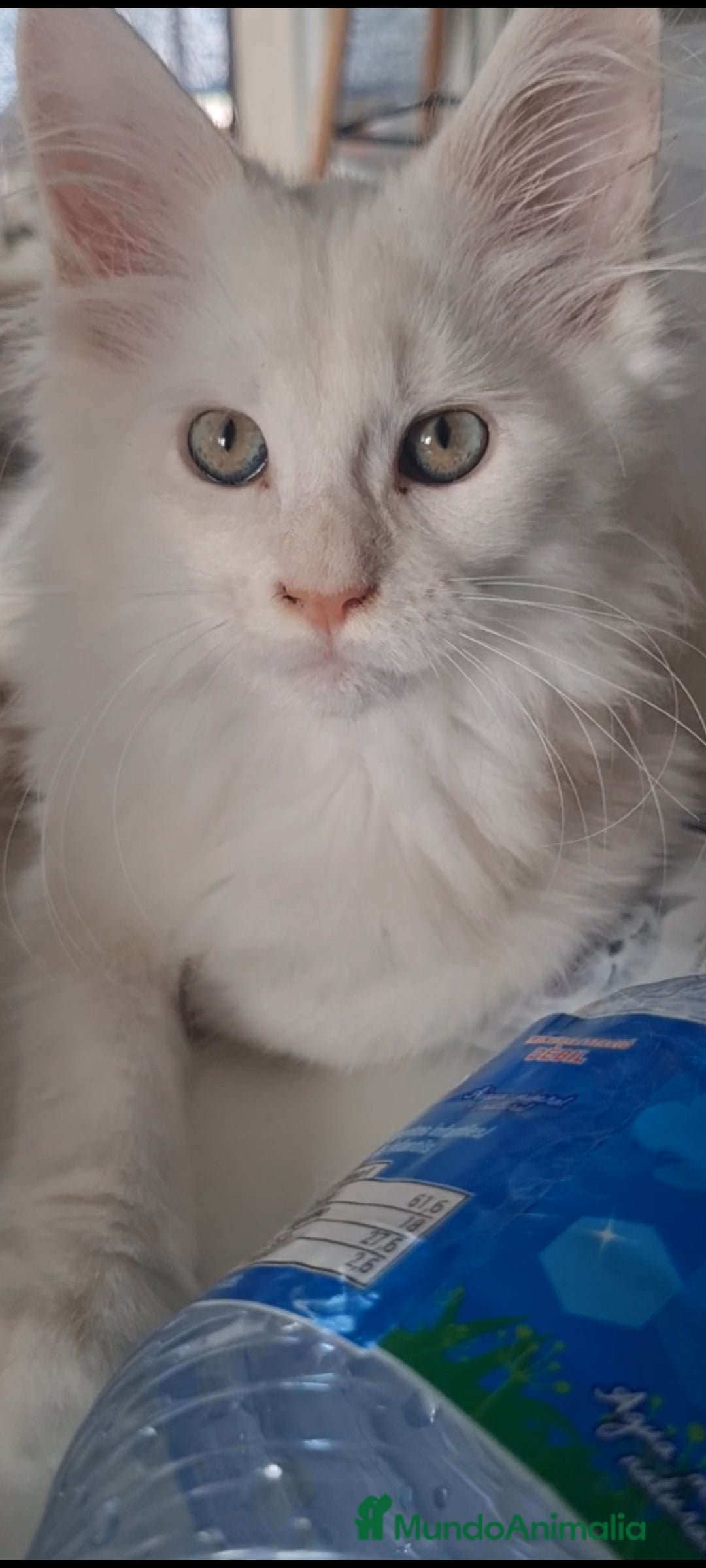 Maine Coon gatos en venta: Camada Arlequín  - Imagen 10