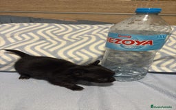 Chihuahua perros en venta: Chihuahua toy rusos pelo largo  - Anuncio 12