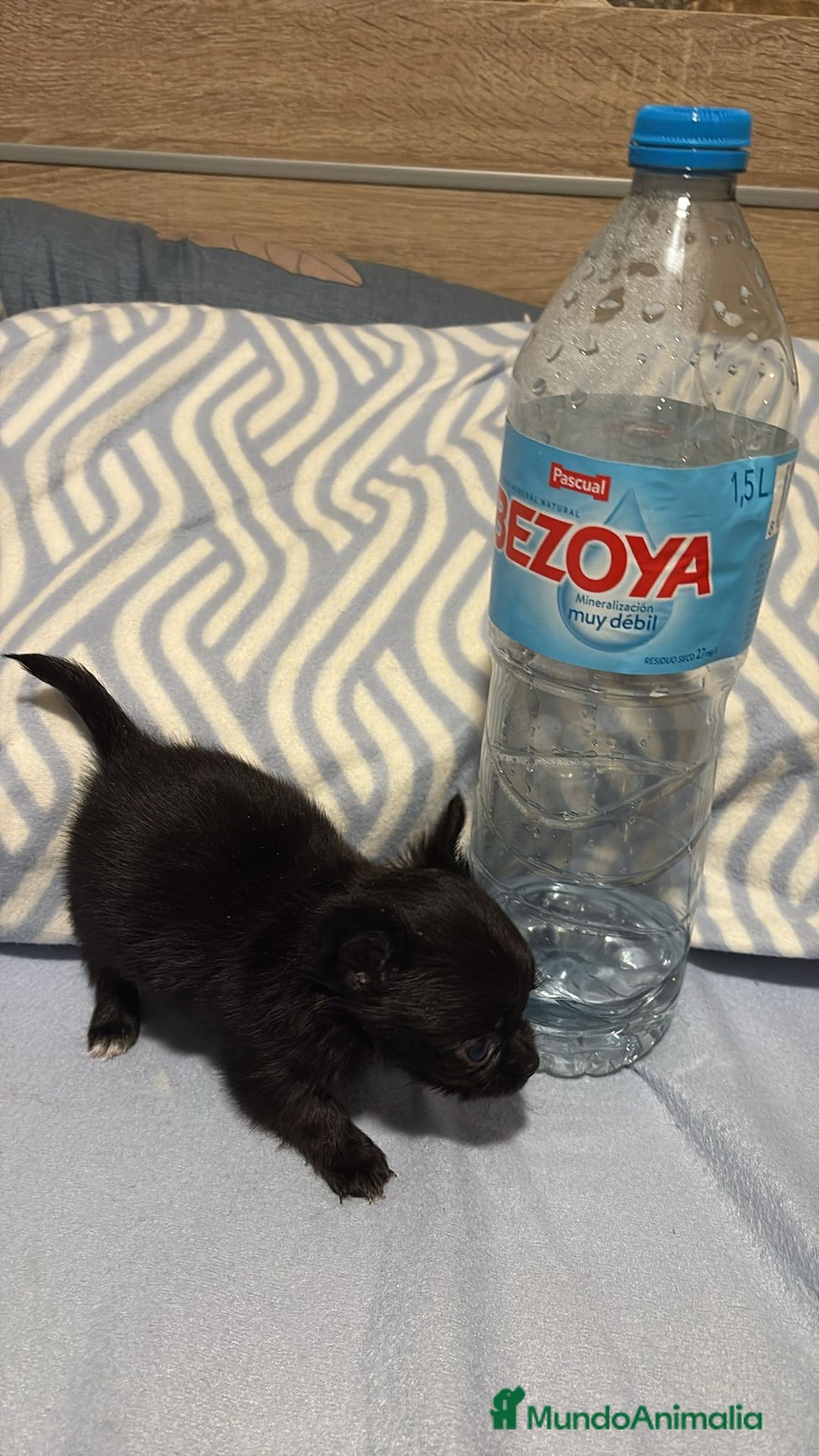 Chihuahua perros en venta: Chihuahua toy rusos pelo largo  - Anuncio 12