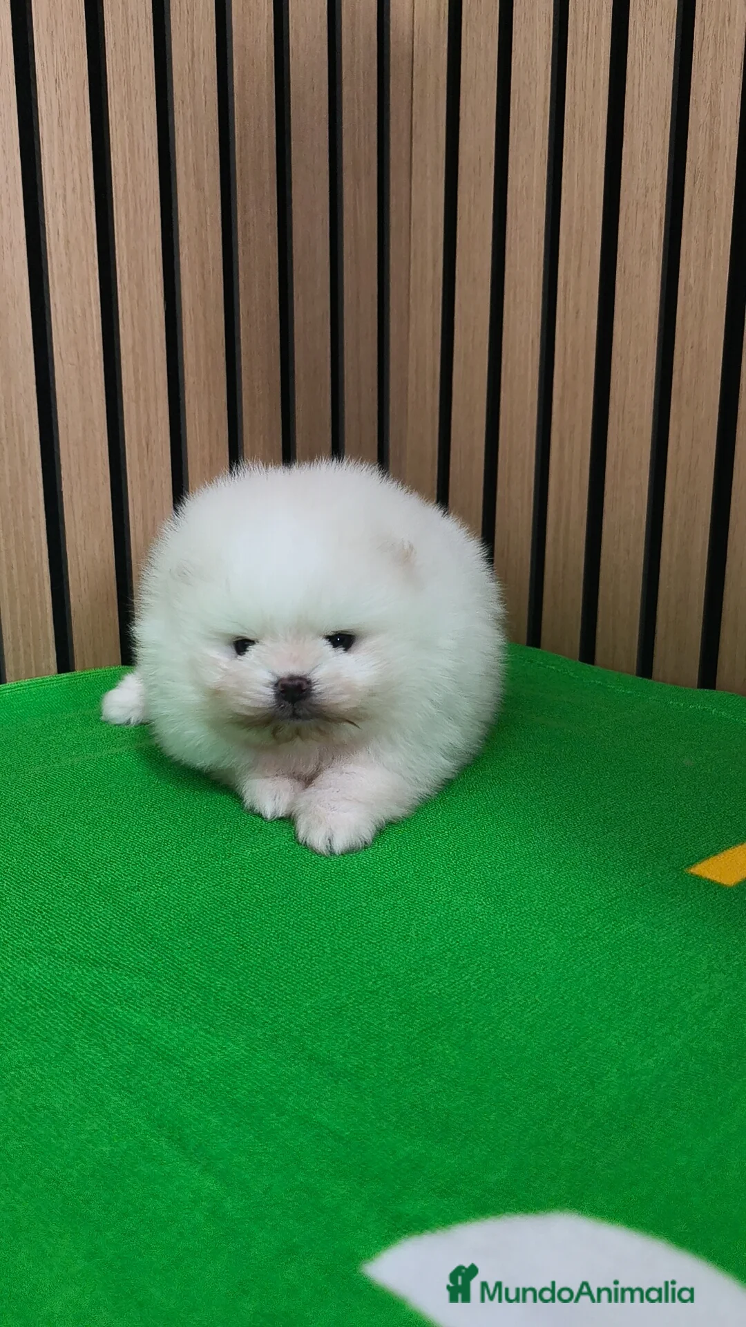 Pomerania perros en venta: Disponible macho y hembra  - Anuncio 1