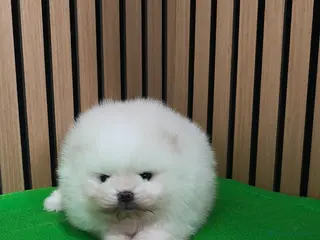 Pomerania perros Disponible macho y hembra - Anuncio 2