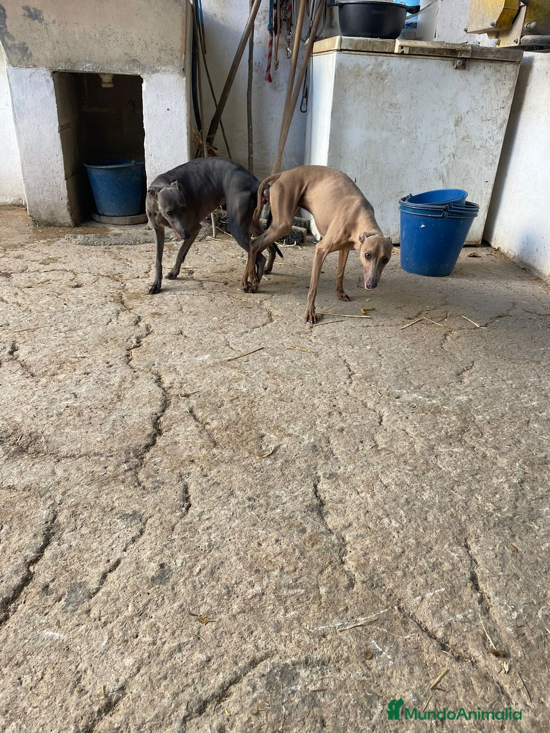 Whippet perros en venta: Nueva camada WHIPPET BLUE - Anuncio 9