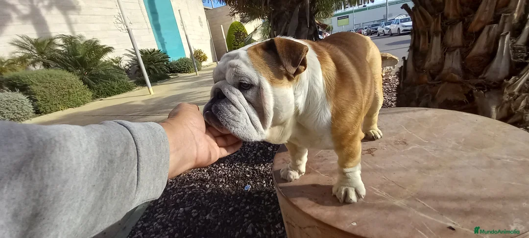 Imagen de galería {{count}}