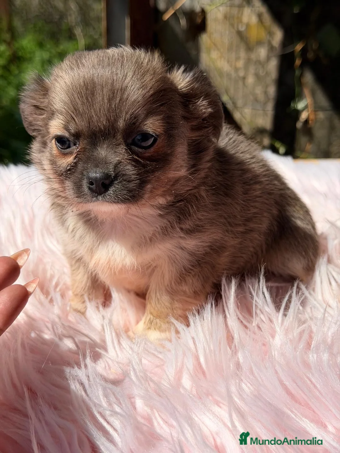 Chihuahua perros en venta: CHIHUAHUA HEMBRA PELO LARGO - Anuncio 1