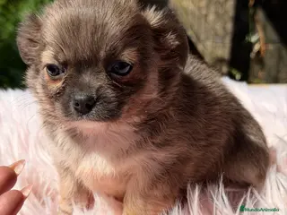 Chihuahua perros CHIHUAHUA HEMBRA PELO LARGO - Anuncio 1