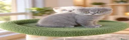 Scottish Fold gatos en venta: scottish fold  - Anuncio 3