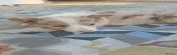 Border Collie perros en venta: Border collie - Anuncio 8