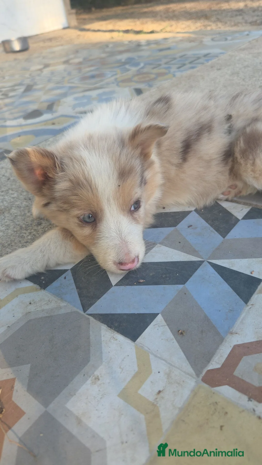 Border Collie perros en venta: Border collie - Anuncio 8