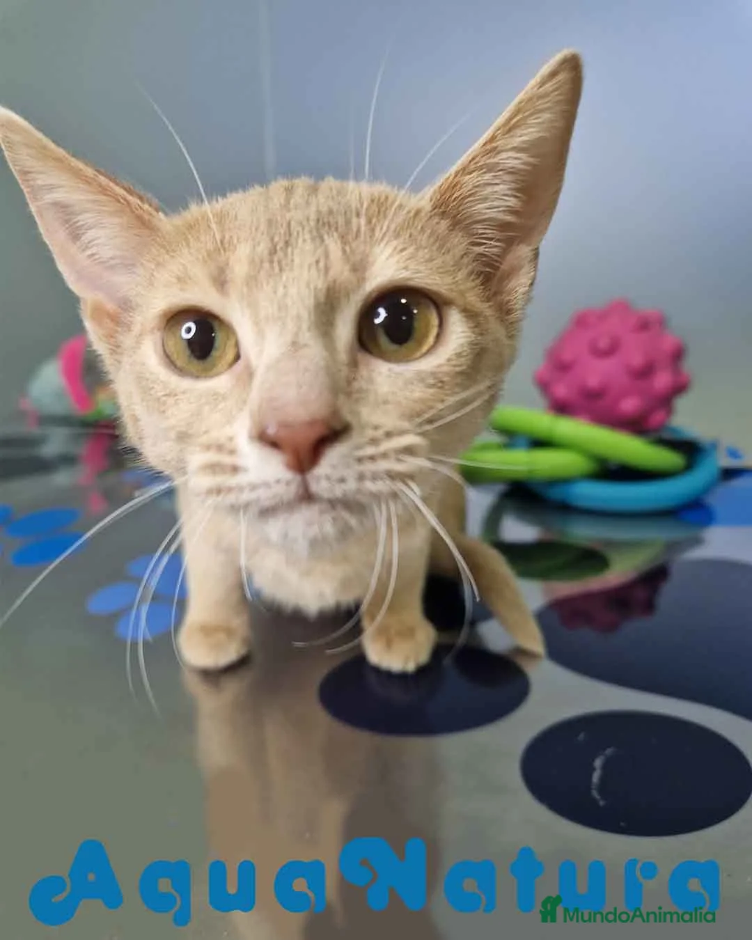 Abisinio gatos en venta: Abisinio Hembra de Mia 7908 AQUANATURA - Anuncio 5