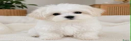 Bichón Maltés perros en venta: Bichon maltes - Anuncio 1