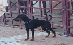 Dobermann perros en venta: Doberman de calidad  - Imagen 5